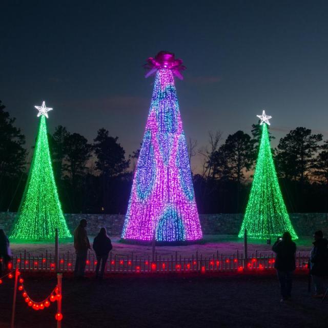 Holiday Christmas lights on 5 Christmas trees at Garvan Woodland Gardens 