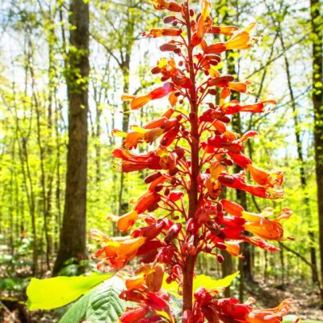 Explore the natural world on the St. Francis National Forest/Mississippi River State Park