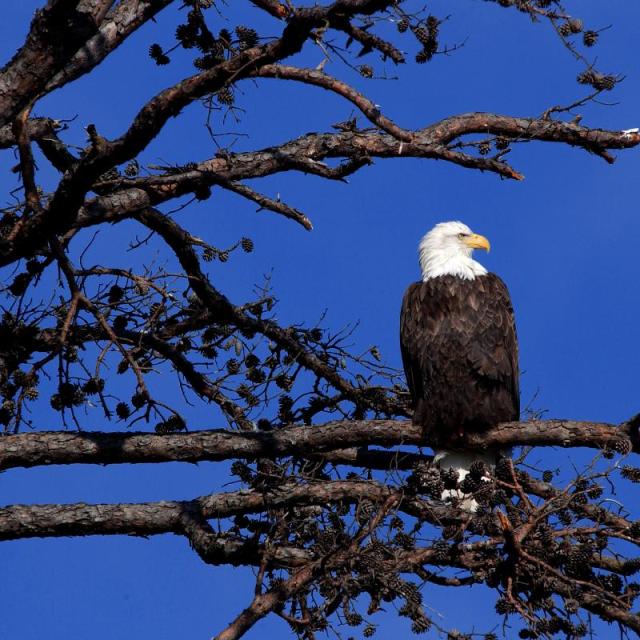 State Park Eagle
