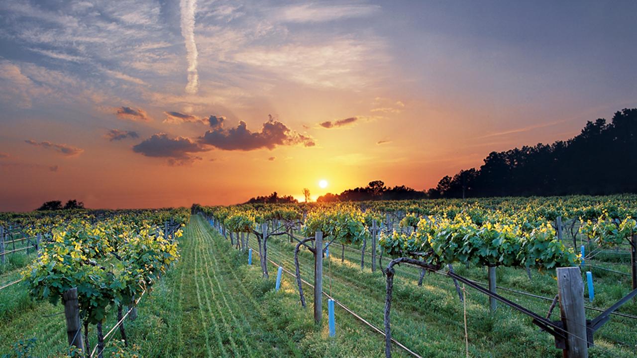 Altus Vineyard