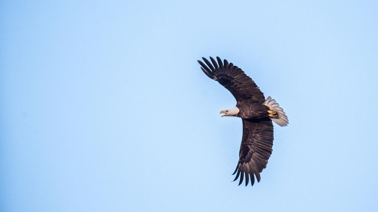 Eagles at Lake Ouachita