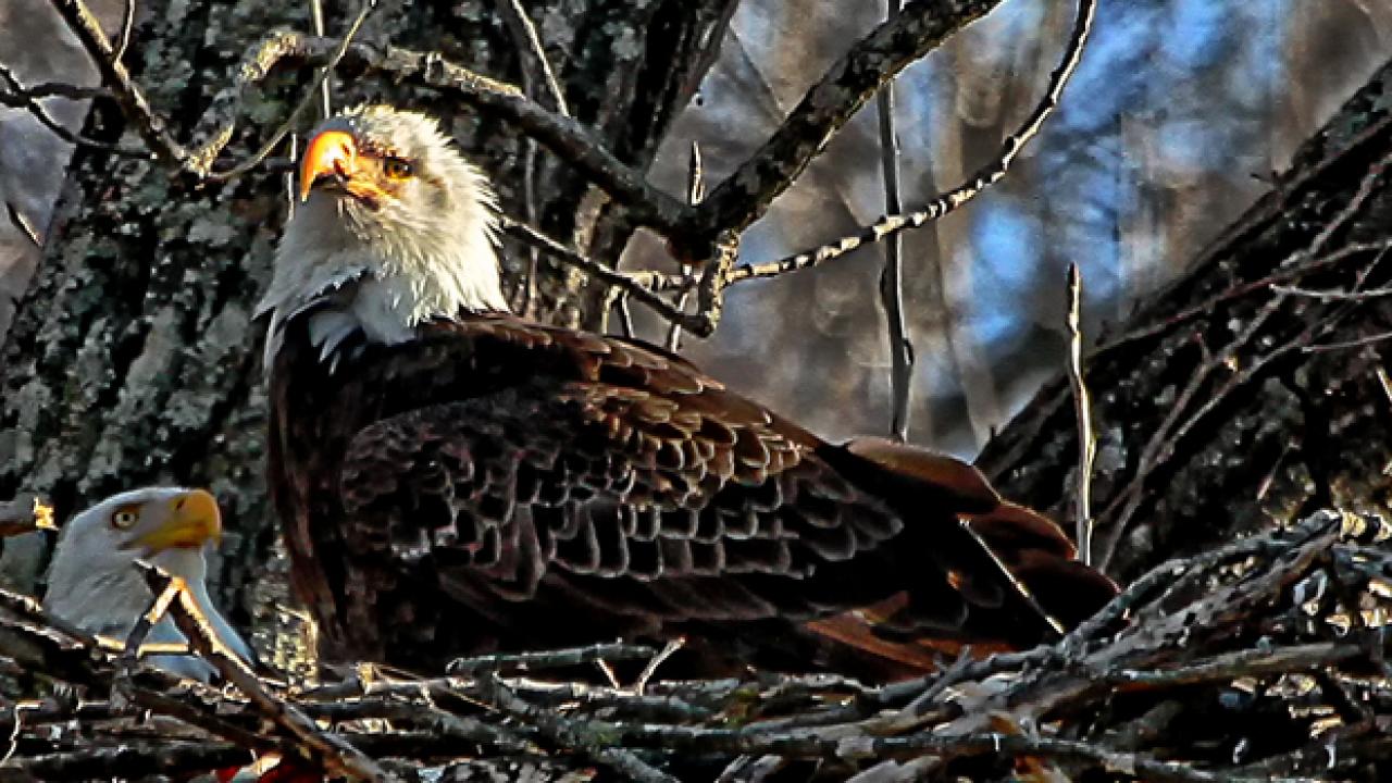 Baby Eagle w/ Adult