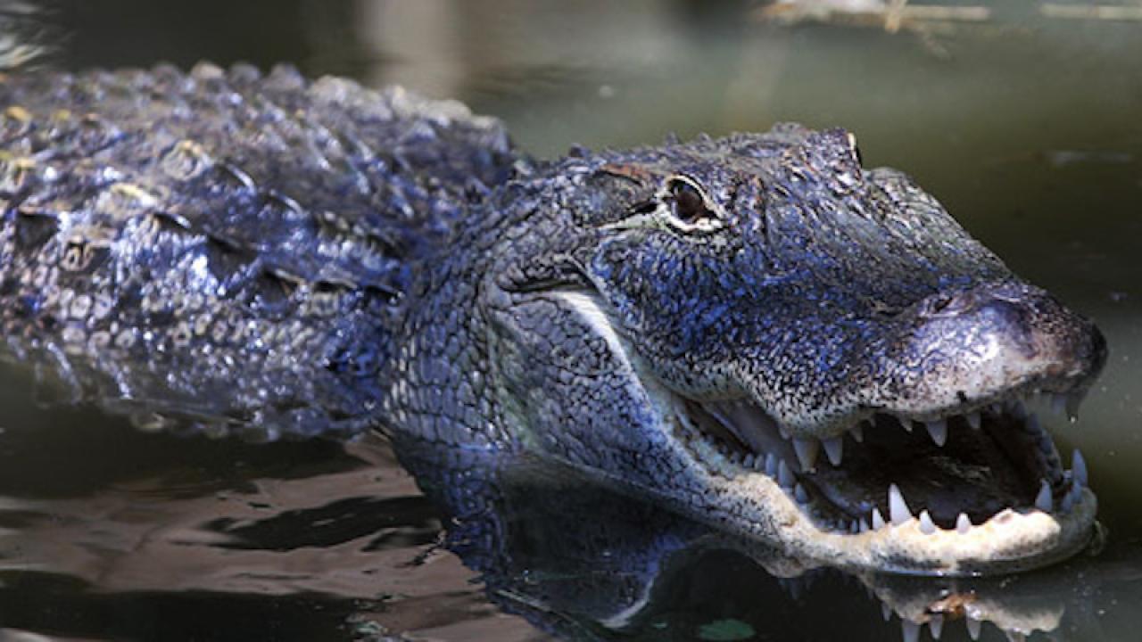 Alligators in Arkansas