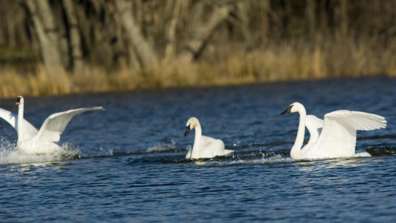Trumpeter Swans in Heber Springs