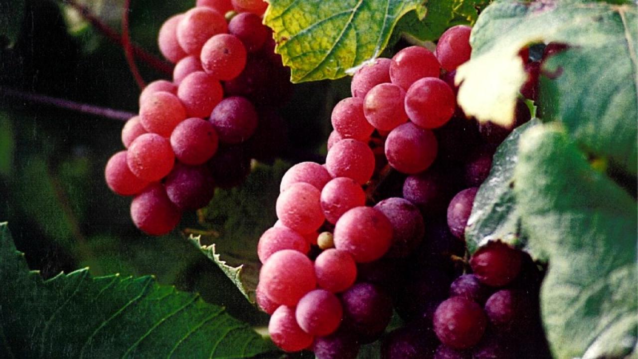 Altus, Arkansas Grapes