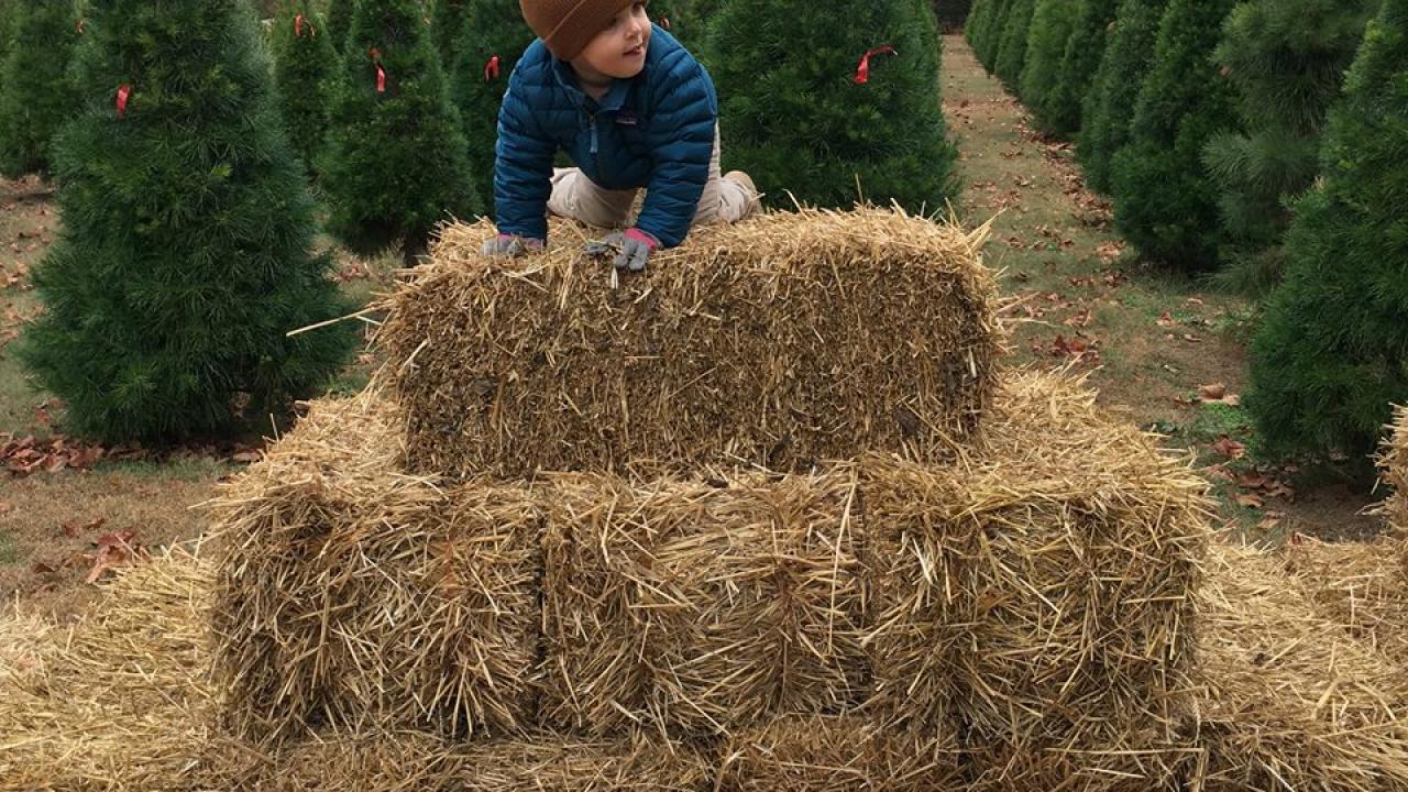 Johnson Family Christmas Tree Farm near Paris