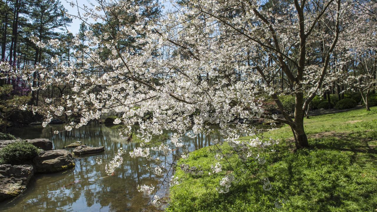 Garvan Woodland Gardens