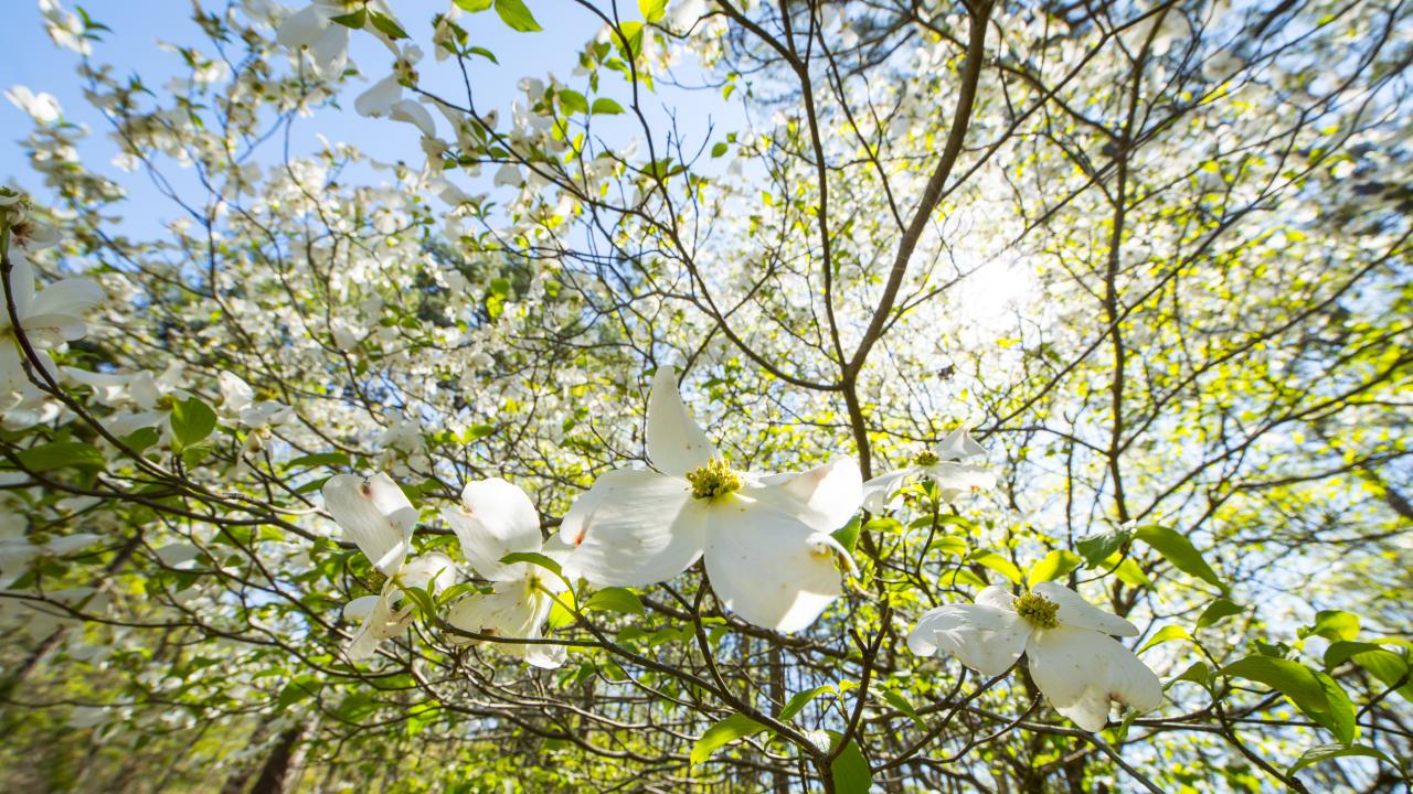 Dogwoods