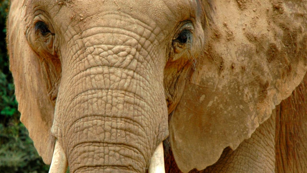 Riddle's Elephant and Wildlife Sanctuary