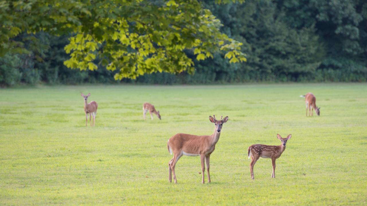 Enjoy the natural beauty of the Arkansas Delta at Village Creek State Park