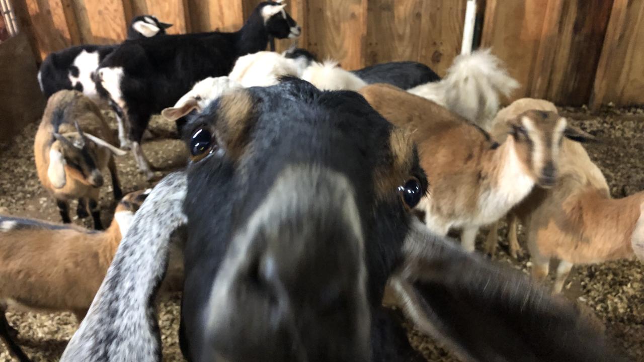 Dogwood Hills Guest Farm near the Buffalo National River