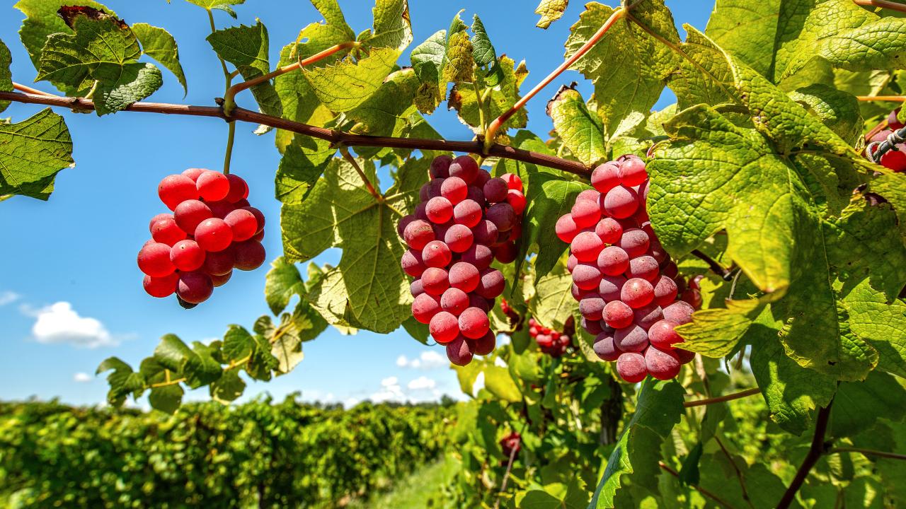 Post Winery on the Altus Wine Trail