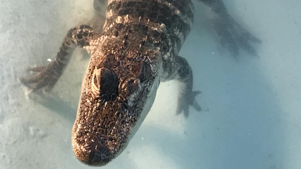 The Arkansas Alligator Farm in Hot Springs