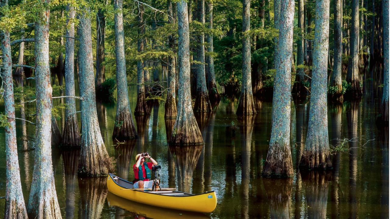 Birding in Arkansas 