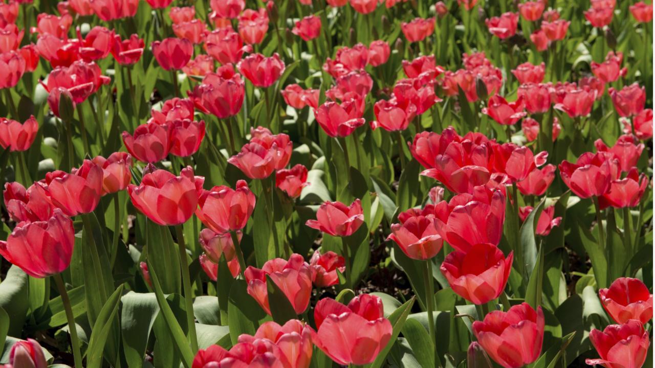 Garvan Woodland Gardens in Hot Springs
