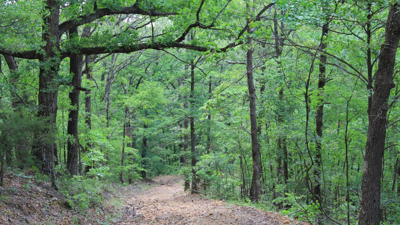 Wooded path at Devil's Eyebrow Natural Area near Gateway in Northwest Arkansas
