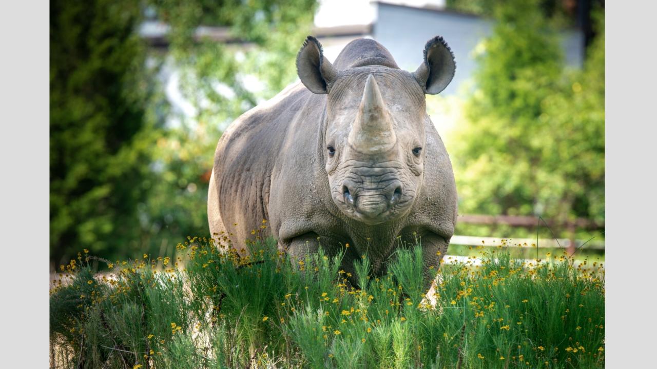 Little Rock Zoo