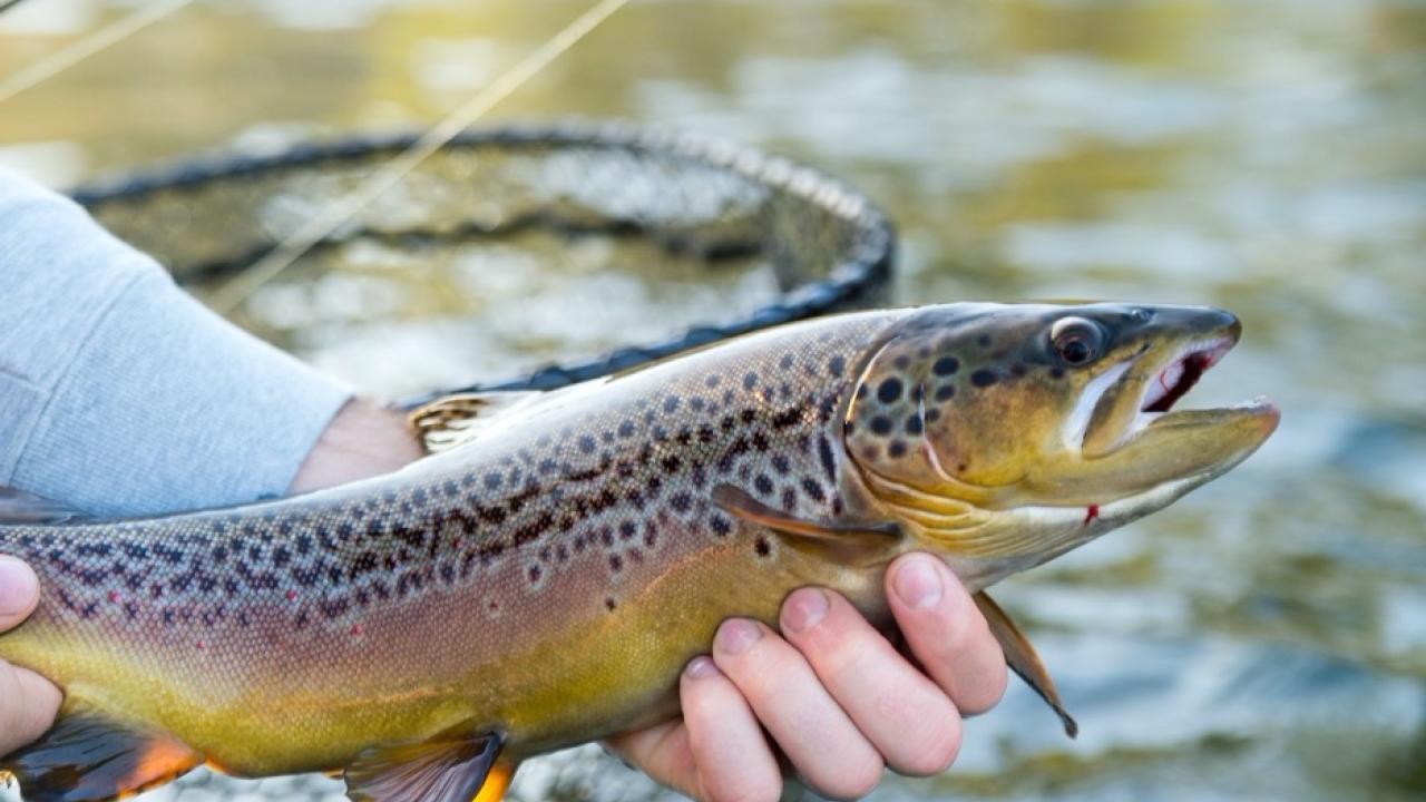 Trout from White River