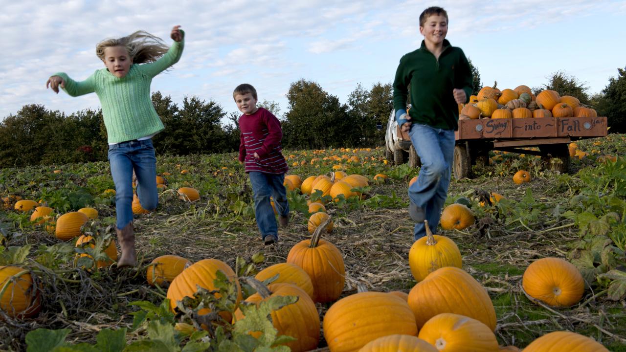 Find your perfect pumpkin at Pumpkin Hollow