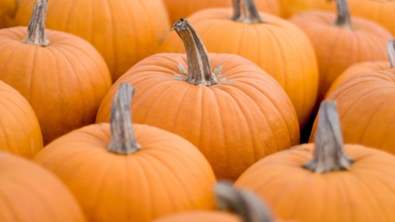 Pumpkins in the fall