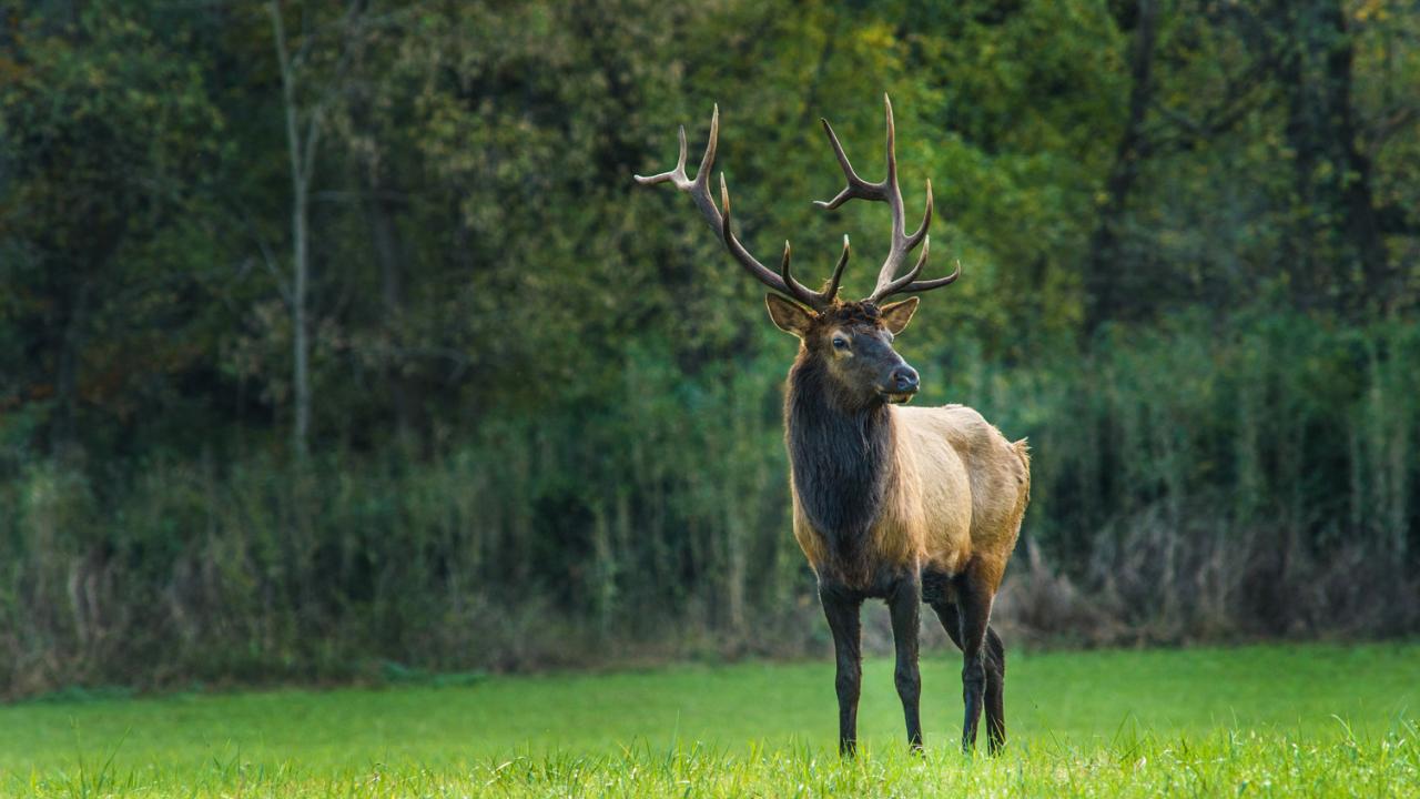 A bull elk in Boxley Valley