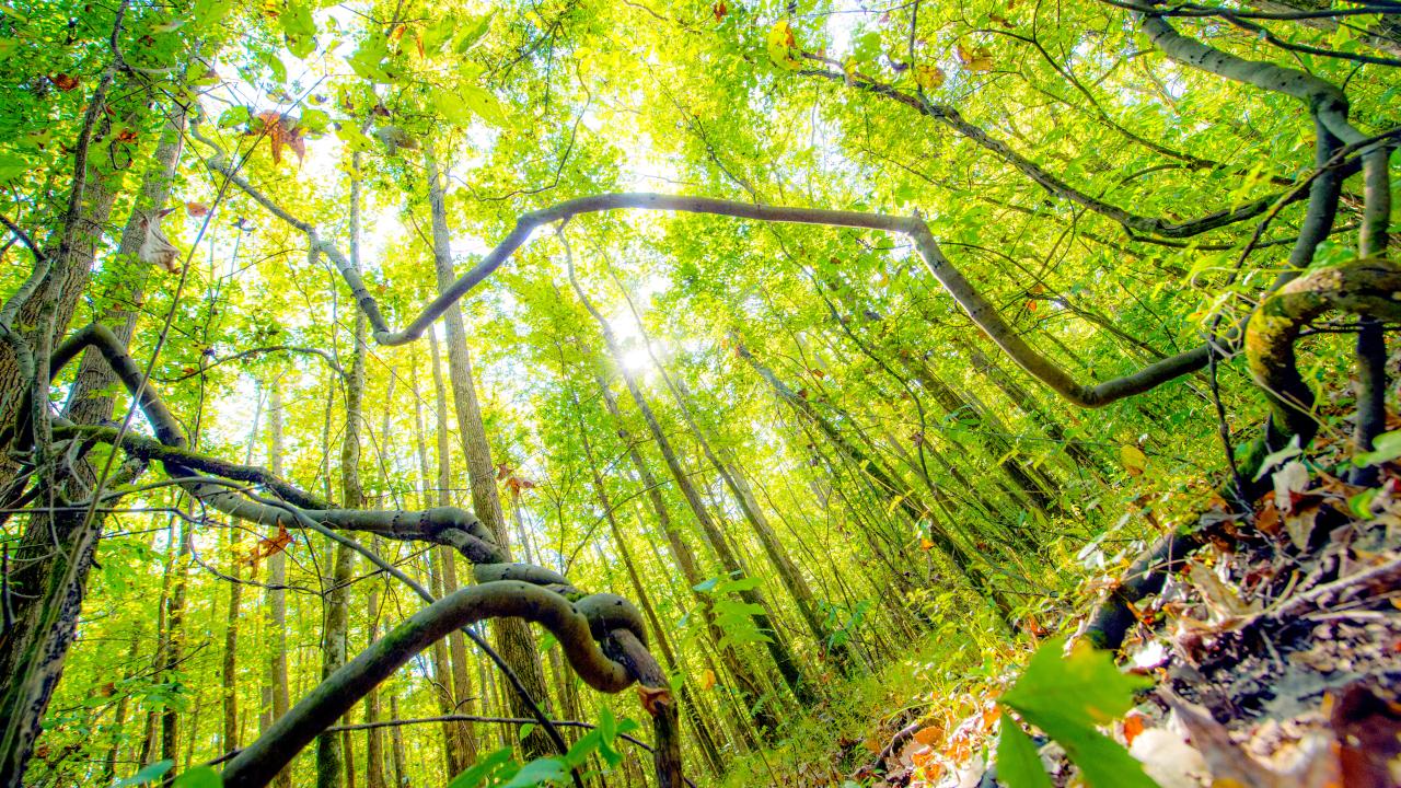 The St. Francis National Forest is located in Arkansas's Lower Delta, between Marianna and Helena-West Helena
