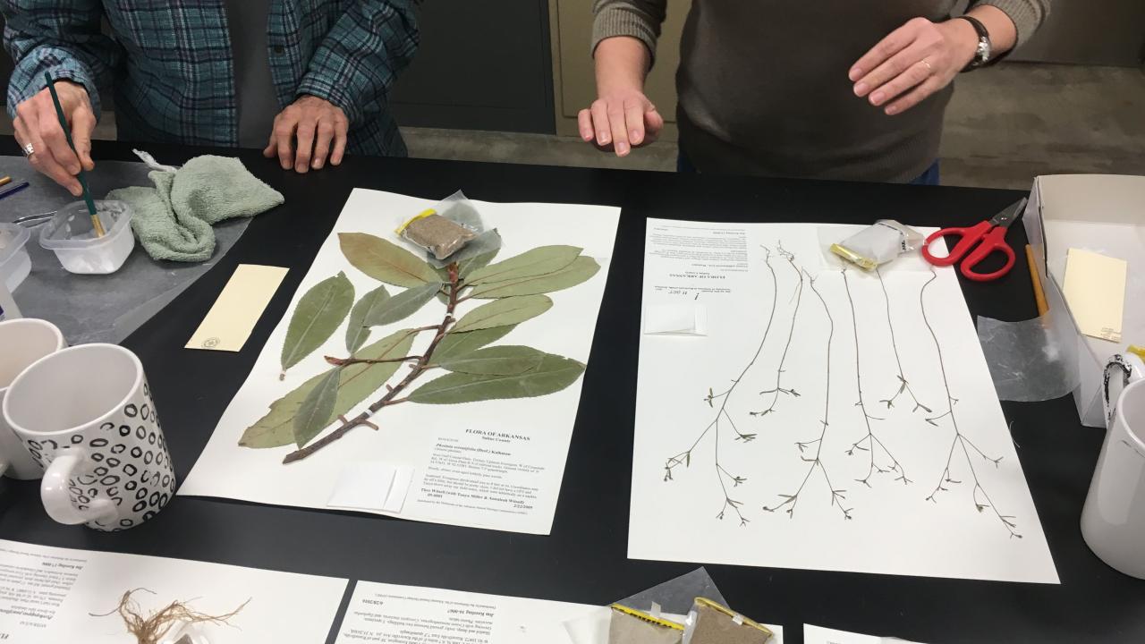 Arkansas Natural Heritage Commission Herbarium in Little Rock.