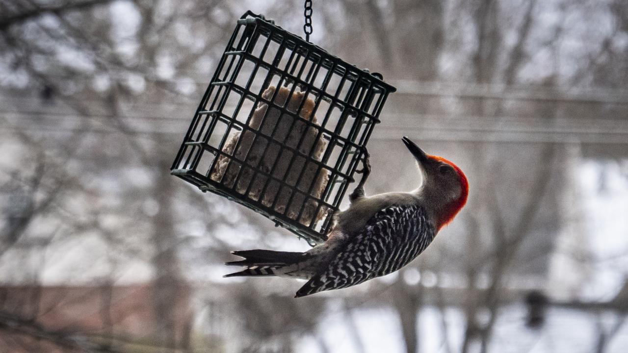 Birdwatching in the Winter in Arkansas