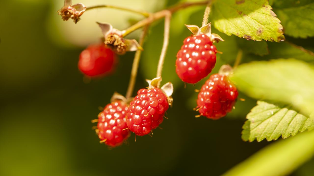 Wild Berries