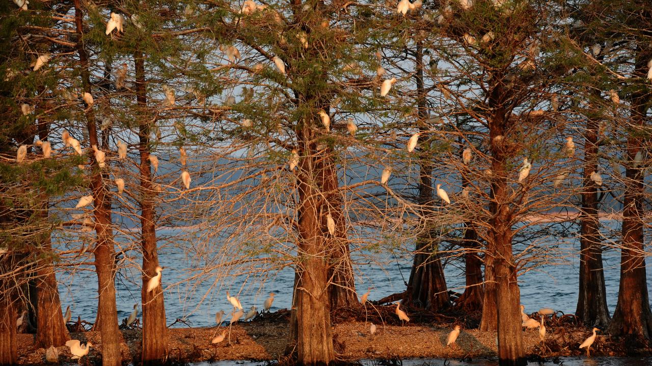Bird Island at Lake Ouachita