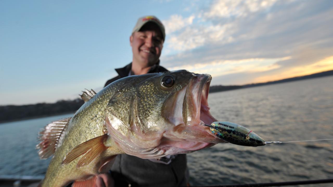 Bass Fishing Norfork Lake