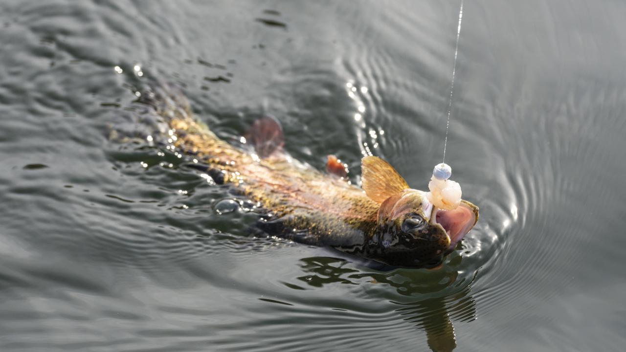 Trout fishing at Gaston's in Lakeview