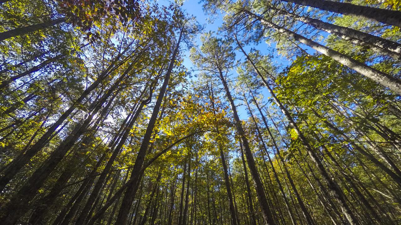 View of the trees towards the sky in Hot Springs National Park