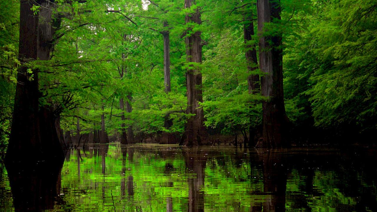 Seven Devils Swamp WMA/Natural Area in Monticello.