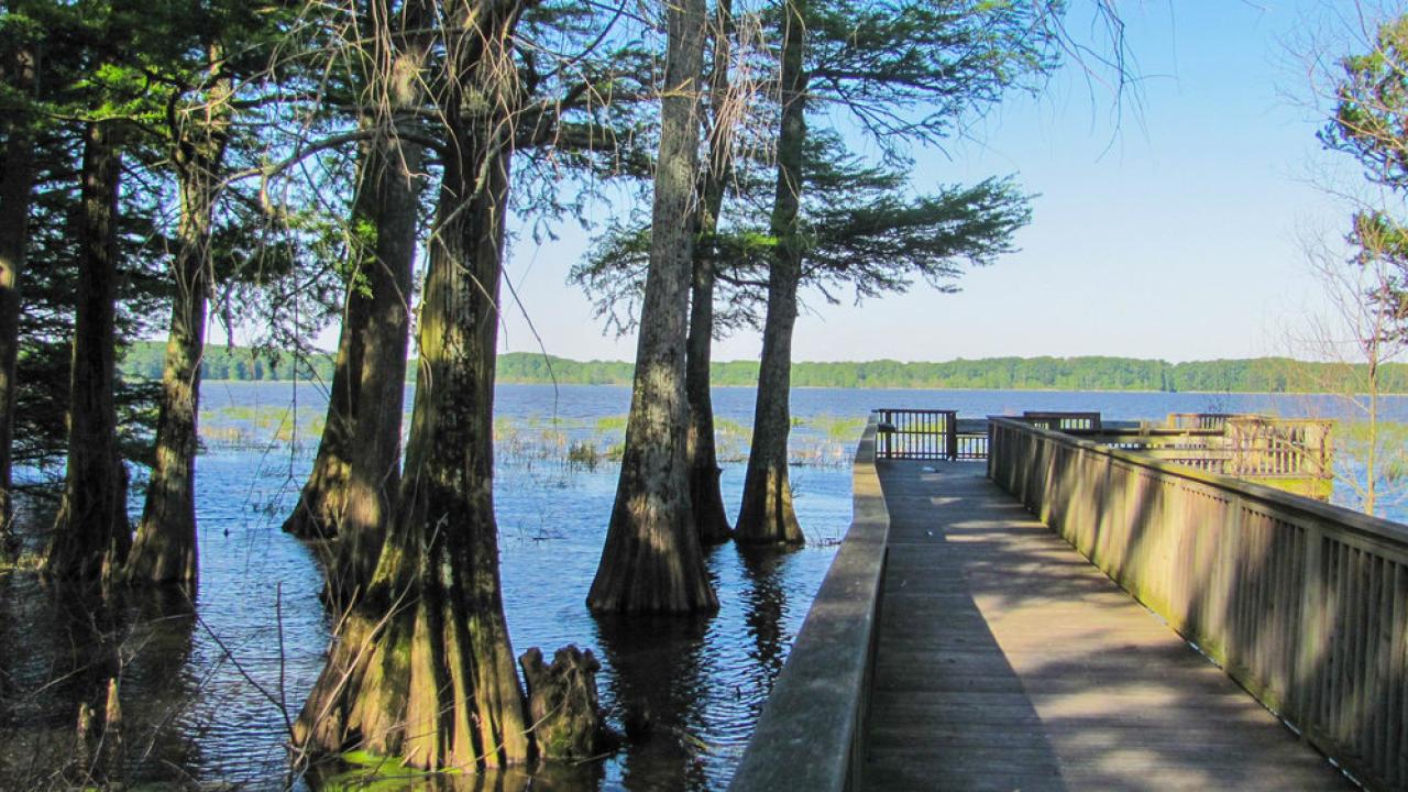 Wapanocca National Wildlife Refuge provides high quality habitat for wintering waterfowl and breeding forest birds.