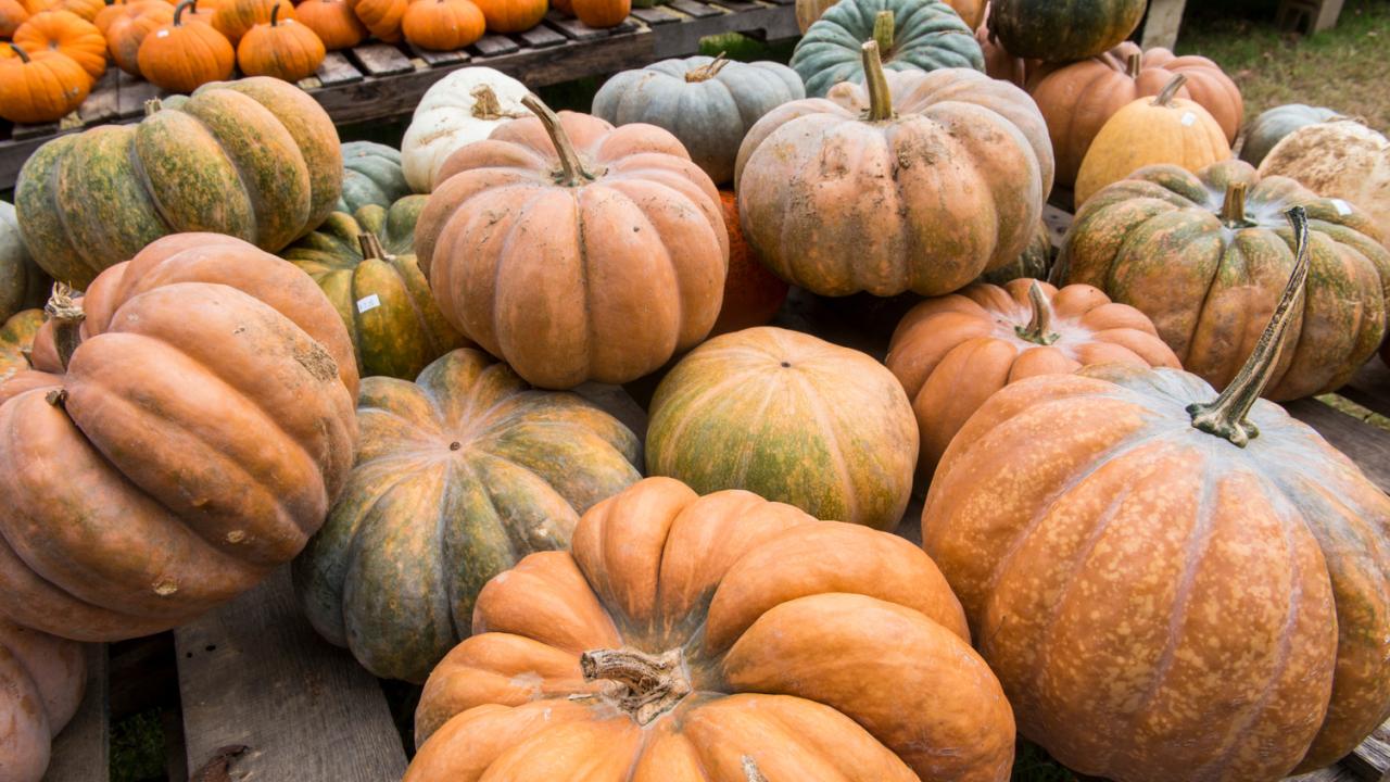 Pumpkin Hollow in Piggott
