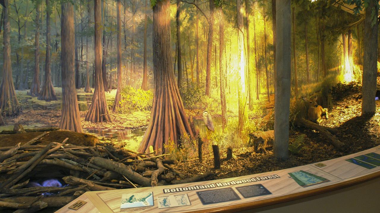 Learn more about the ecology of the Arkansas Delta at the Dale Bumpers White River National Wildlife Refuge in St. Charles.