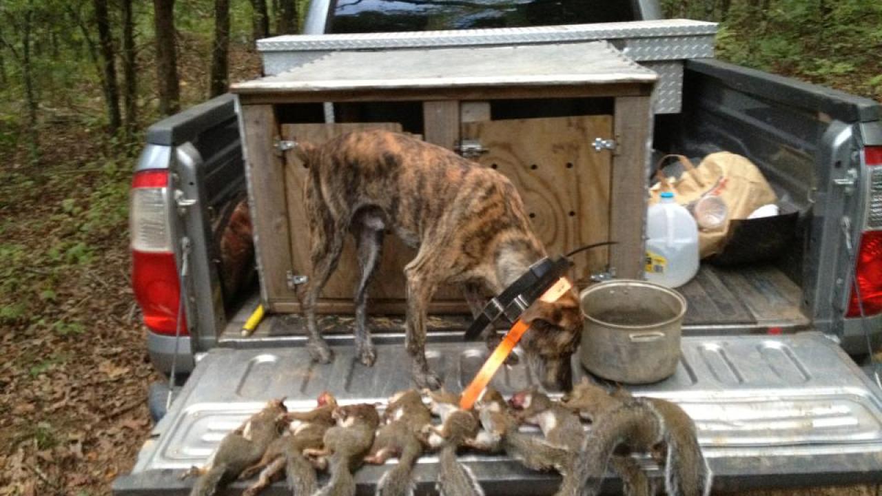 A squirrel dog with the squirrel harvest
