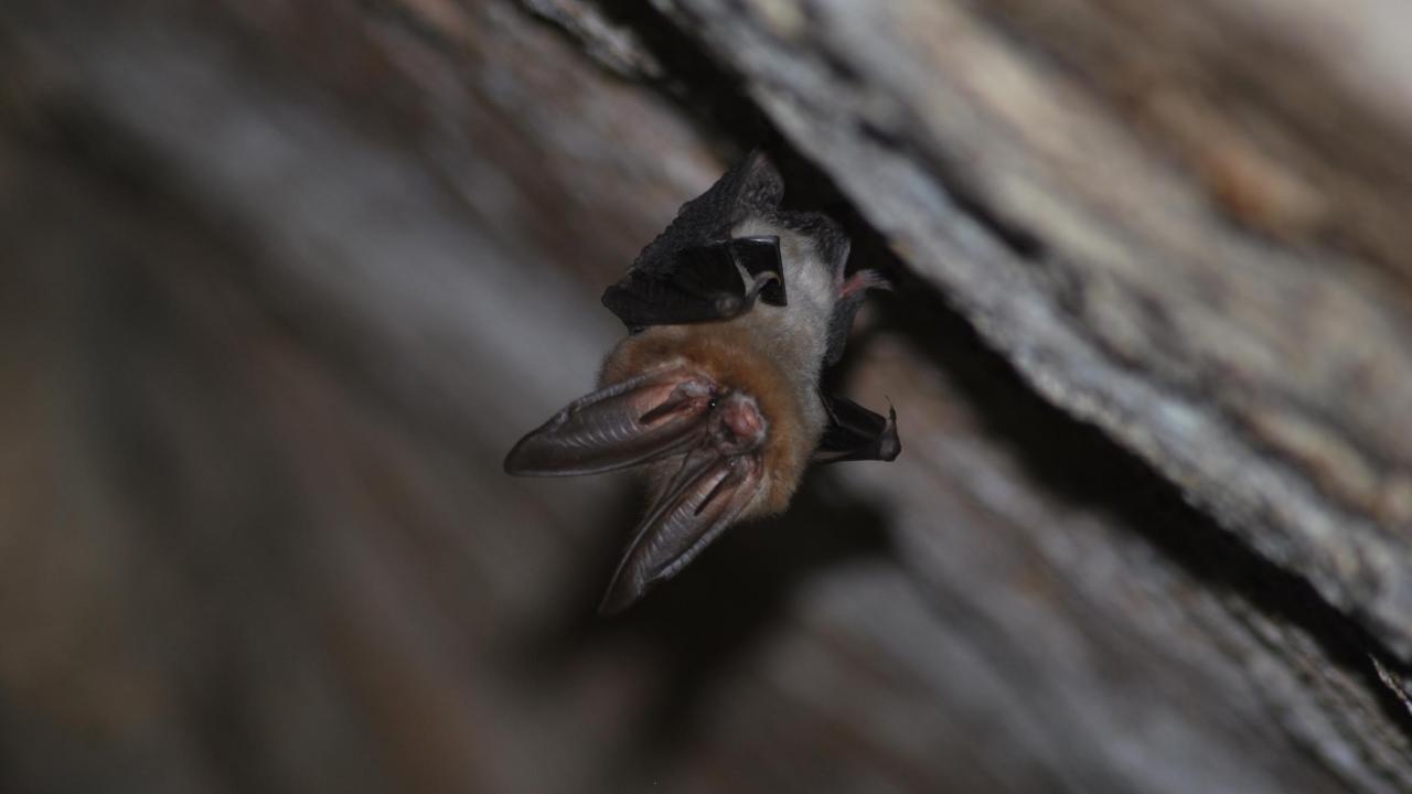 An Ozark big-eared bat
