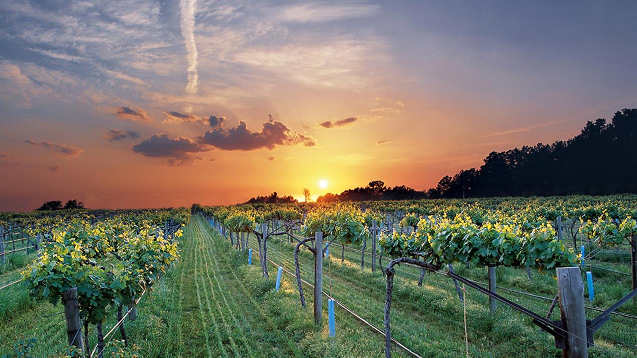 Altus Vineyard