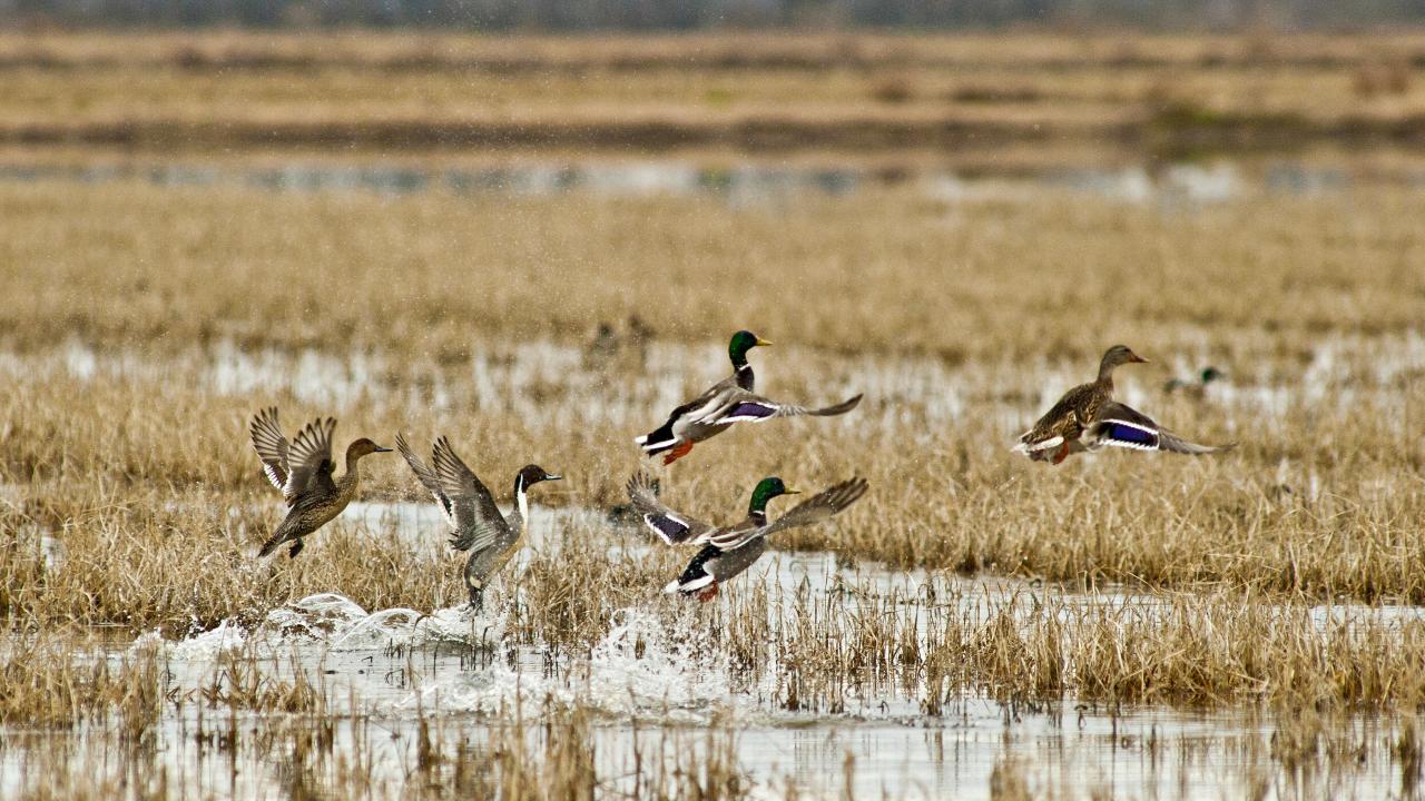 Mallards and Pintails