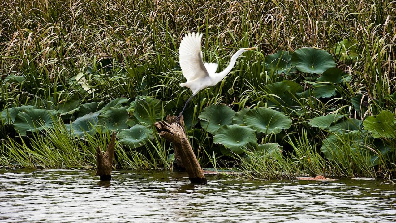 Egret over water at Millwood State Park