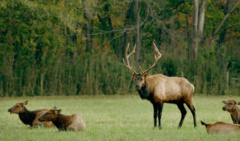 Elk in Ponca