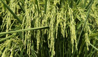Arkansas rice