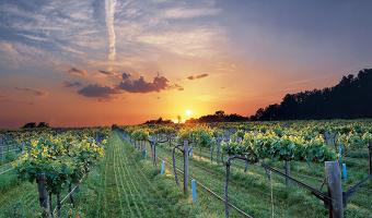 Vineyard in Altus