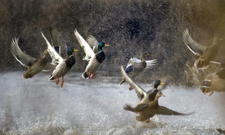 Mallards in Arkansas