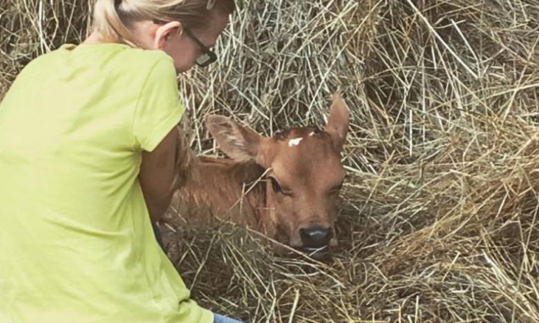 Girl pets calf at Dogwood Hills Guest Farm