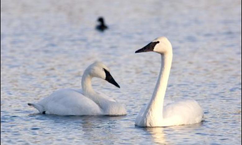 Trumpeter Swans on Heber Springs Lake