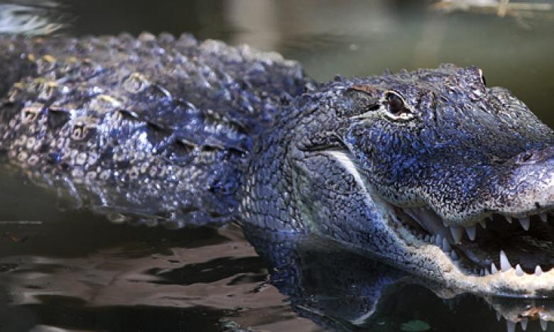 Alligators in Arkansas