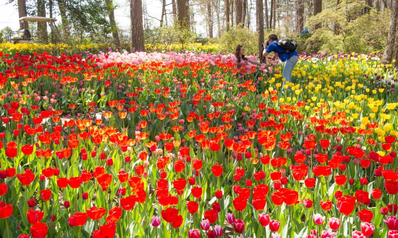 Garven Gardens